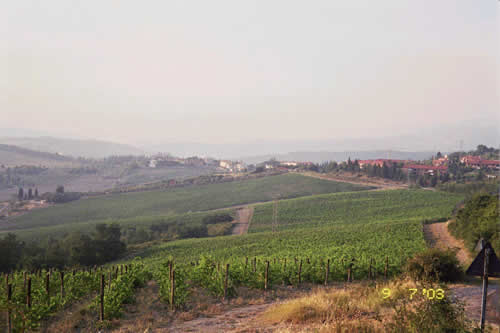 HaMaserek Vinyards