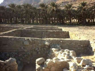 excavations next to date palm trees