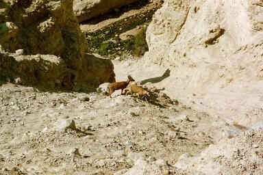  'kids' or ibexes dwell at Ein Gedi