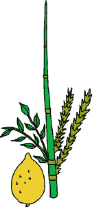 Lulav, etrog, hadassim, aravot